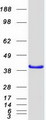 PBK / TOPK Protein - Purified recombinant protein PBK was analyzed by SDS-PAGE gel and Coomassie Blue Staining