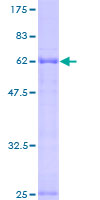 PBRM1 / BAF180 / PB1 Protein - 12.5% SDS-PAGE of human PB1 stained with Coomassie Blue
