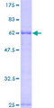 PBRM1 / BAF180 / PB1 Protein - 12.5% SDS-PAGE of human PB1 stained with Coomassie Blue