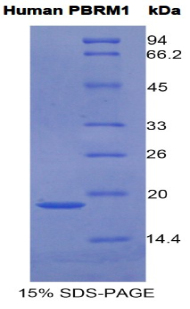 PBRM1 / BAF180 / PB1 Protein - Recombinant Polybromo 1 By SDS-PAGE