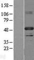 PBX1 Protein - Western validation with an anti-DDK antibody * L: Control HEK293 lysate R: Over-expression lysate