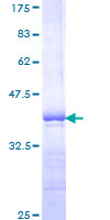 PBX1 Protein - 12.5% SDS-PAGE Stained with Coomassie Blue.