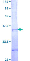 PBX2 Protein - 12.5% SDS-PAGE Stained with Coomassie Blue.