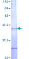 PBX2 Protein - 12.5% SDS-PAGE Stained with Coomassie Blue.