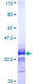 PBX2 Protein - 12.5% SDS-PAGE Stained with Coomassie Blue.