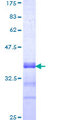 PBX3 Protein - 12.5% SDS-PAGE Stained with Coomassie Blue.