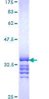 PBX4 Protein - 12.5% SDS-PAGE Stained with Coomassie Blue.