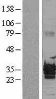 PCA1 / ALKBH3 Protein - Western validation with an anti-DDK antibody * L: Control HEK293 lysate R: Over-expression lysate