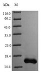 PCBD1 / PHS Protein - (Tris-Glycine gel) Discontinuous SDS-PAGE (reduced) with 5% enrichment gel and 15% separation gel.