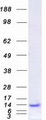 PCBD1 / PHS Protein - Purified recombinant protein PCBD1 was analyzed by SDS-PAGE gel and Coomassie Blue Staining