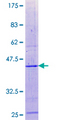 PCBD2 Protein - 12.5% SDS-PAGE of human PCBD2 stained with Coomassie Blue