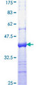 PCBP4 Protein - 12.5% SDS-PAGE Stained with Coomassie Blue.