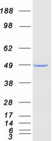 PCBP4 Protein - Purified recombinant protein PCBP4 was analyzed by SDS-PAGE gel and Coomassie Blue Staining