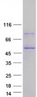 PCBP4 Protein - Purified recombinant protein PCBP4 was analyzed by SDS-PAGE gel and Coomassie Blue Staining