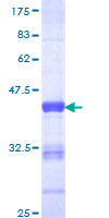 PCDH1 / PCD1 Protein - 12.5% SDS-PAGE Stained with Coomassie Blue.