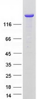 PCDH1 / PCD1 Protein - Purified recombinant protein PCDH1 was analyzed by SDS-PAGE gel and Coomassie Blue Staining