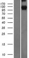 PCDH10 Protein - Western validation with an anti-DDK antibody * L: Control HEK293 lysate R: Over-expression lysate