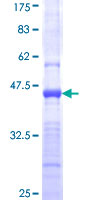 PCDH10 Protein - 12.5% SDS-PAGE Stained with Coomassie Blue.