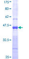 PCDH10 Protein - 12.5% SDS-PAGE Stained with Coomassie Blue.