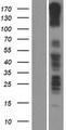 PCDH11X / Protocadherin 11 Protein - Western validation with an anti-DDK antibody * L: Control HEK293 lysate R: Over-expression lysate