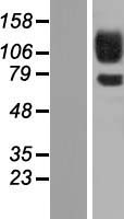 PCDH12 / VE-Cadherin-2 Protein - Western validation with an anti-DDK antibody * L: Control HEK293 lysate R: Over-expression lysate