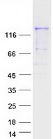 PCDH12 / VE-Cadherin-2 Protein - Purified recombinant protein PCDH12 was analyzed by SDS-PAGE gel and Coomassie Blue Staining