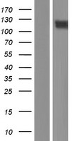 PCDH20 Protein - Western validation with an anti-DDK antibody * L: Control HEK293 lysate R: Over-expression lysate