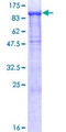 PCDH21 / Protocadherin 21 Protein - 12.5% SDS-PAGE of human PCDH21 stained with Coomassie Blue
