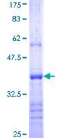 PCDH21 / Protocadherin 21 Protein