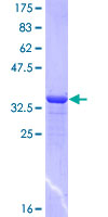 PCDH7 Protein - 12.5% SDS-PAGE Stained with Coomassie Blue