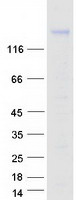 PCDH7 Protein - Purified recombinant protein PCDH7 was analyzed by SDS-PAGE gel and Coomassie Blue Staining