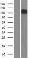 PCDH8 Protein - Western validation with an anti-DDK antibody * L: Control HEK293 lysate R: Over-expression lysate
