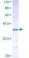 PCDH8 Protein - 12.5% SDS-PAGE Stained with Coomassie Blue.