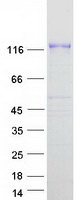 PCDH8 Protein - Purified recombinant protein PCDH8 was analyzed by SDS-PAGE gel and Coomassie Blue Staining