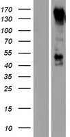 PCDH9 Protein - Western validation with an anti-DDK antibody * L: Control HEK293 lysate R: Over-expression lysate