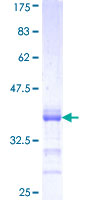 PCDHA1 Protein - 12.5% SDS-PAGE Stained with Coomassie Blue.