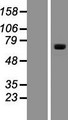 PCDHA10 Protein - Western validation with an anti-DDK antibody * L: Control HEK293 lysate R: Over-expression lysate