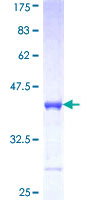 PCDHA10 Protein - 12.5% SDS-PAGE Stained with Coomassie Blue.