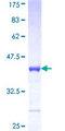 PCDHA10 Protein - 12.5% SDS-PAGE Stained with Coomassie Blue.