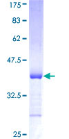 PCDHA2 Protein - 12.5% SDS-PAGE Stained with Coomassie Blue.