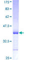 PCDHA2 Protein - 12.5% SDS-PAGE Stained with Coomassie Blue.