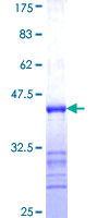 PCDHA3 Protein - 12.5% SDS-PAGE Stained with Coomassie Blue.