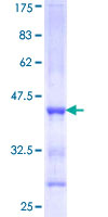 PCDHA4 Protein - 12.5% SDS-PAGE Stained with Coomassie Blue.