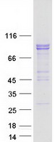 PCDHA4 Protein - Purified recombinant protein PCDHA4 was analyzed by SDS-PAGE gel and Coomassie Blue Staining
