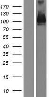 PCDHA5 Protein - Western validation with an anti-DDK antibody * L: Control HEK293 lysate R: Over-expression lysate