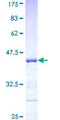 PCDHA5 Protein - 12.5% SDS-PAGE Stained with Coomassie Blue.