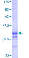 PCDHA6 Protein - 12.5% SDS-PAGE Stained with Coomassie Blue.