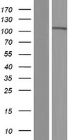 PCDHA7 Protein - Western validation with an anti-DDK antibody * L: Control HEK293 lysate R: Over-expression lysate