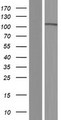 PCDHA7 Protein - Western validation with an anti-DDK antibody * L: Control HEK293 lysate R: Over-expression lysate
