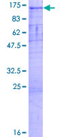 PCDHA7 Protein - 12.5% SDS-PAGE of human PCDHA7 stained with Coomassie Blue